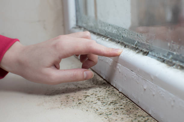 Trusted Mountain Brook, AL Mold Removal Experts