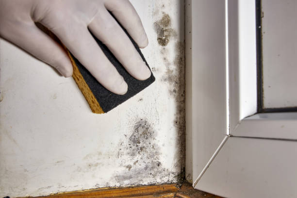Best Mold Remediation for Vacation Homes  in Mountain Brook, AL