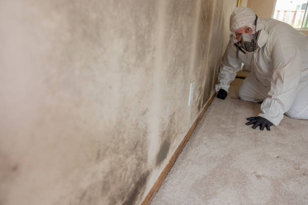 Mold Odor Removal Services in Mountain Brook, AL